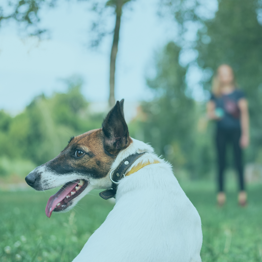 Einzeltraining / Einzelstunde