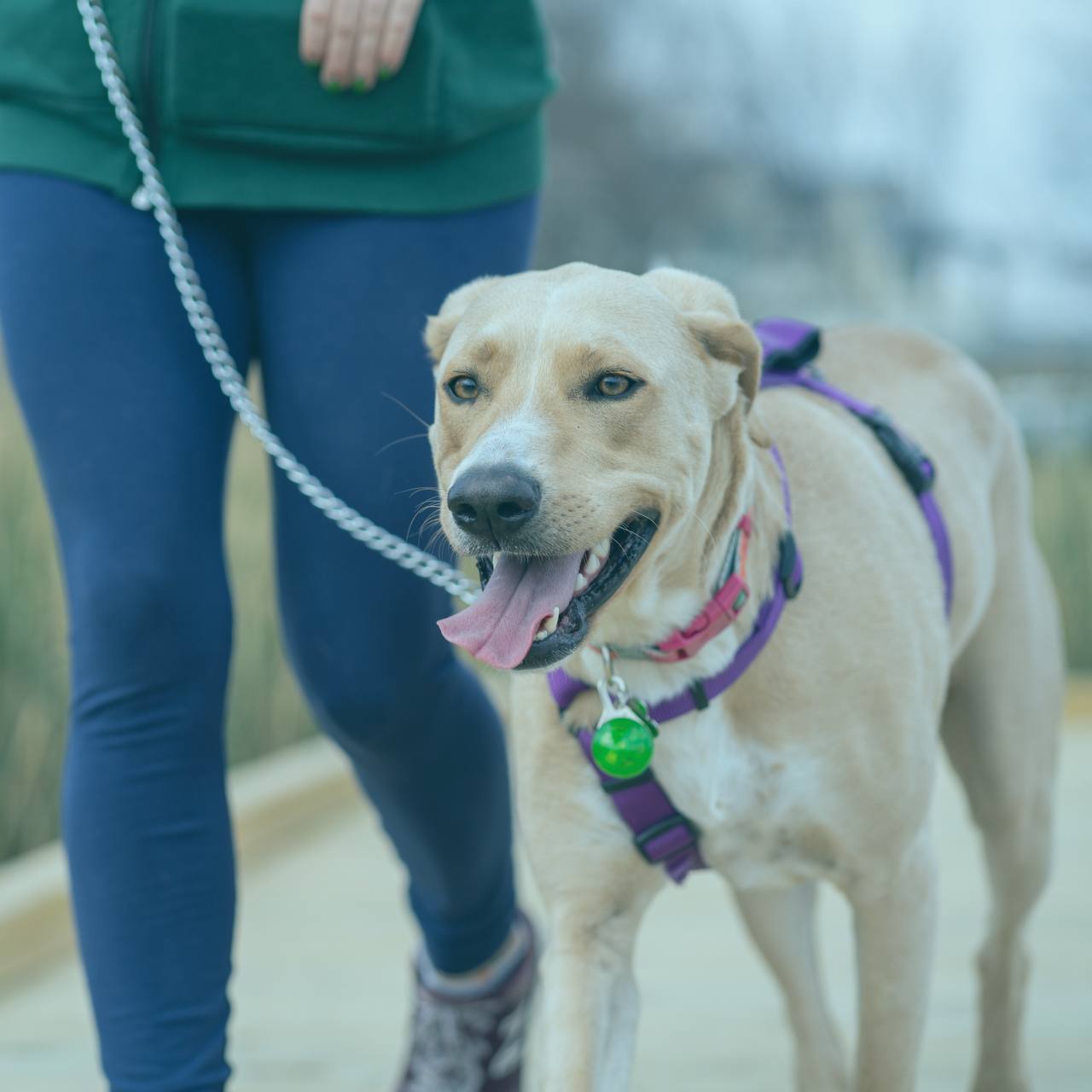 Souveräne Hundebegegnung an der Leine